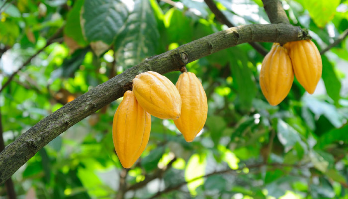 Cocoa-Butter Image of fruit on the tree that produces cocoa butter