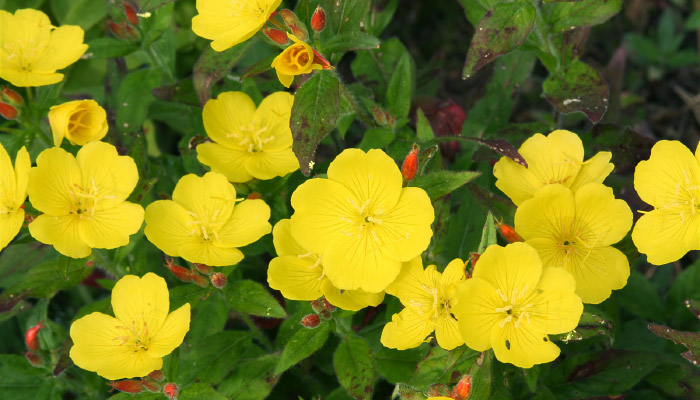 Evening-Primrose Evening Primrose flowers and leaves