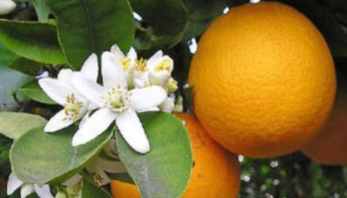 Petitgrain-Essential-Oil Image of petitgrain fruit, flower and leaves