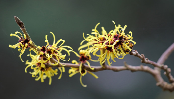 Witch-Hazel Witch Hazel flower