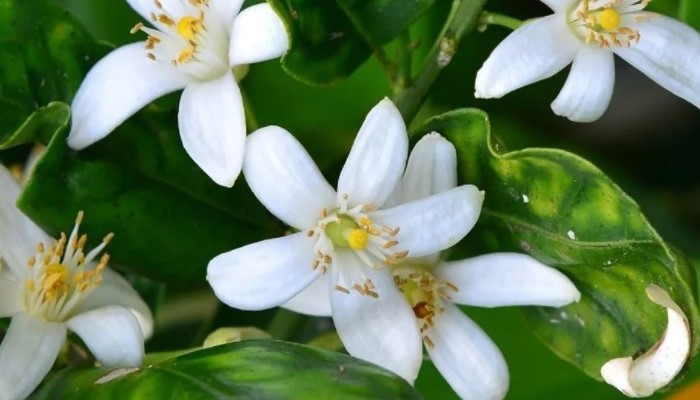 Image of Neroli Neroli flower