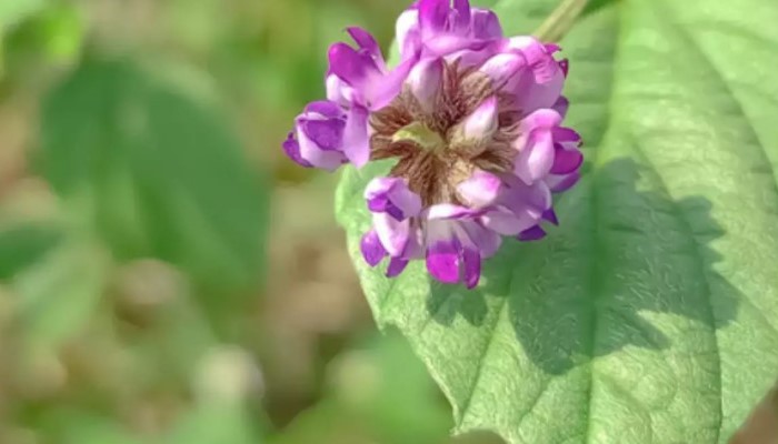Image of bakuchiol 2 Bakuchiol flower