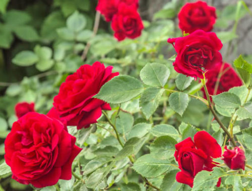 Benefit Of Rose In Skincare